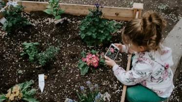 Lenkje til artikkel: Har du fleirårige matplantar til skulehagen vår?