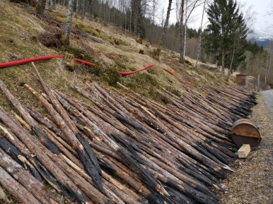 Einestaur - Klikk for stort bilete